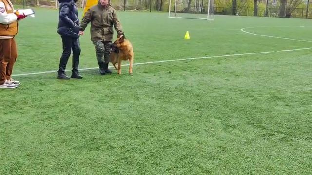 3 Отл. Туадаш МАРГАРИТА +++ №25 / КЧК КОСТРОМА 26 апреля`25 В.Хижняк Моно немецких овчарок