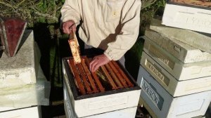 состояние семей в 10 рамочных ульев ,на рапсе. 1 мая