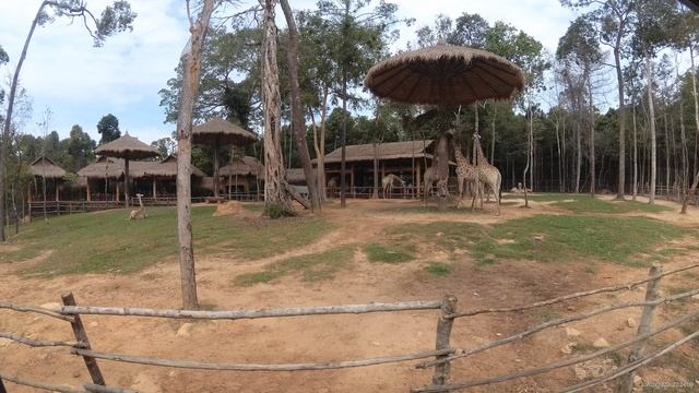 Жирафы и другие животные в Винперл Фукуок сафари парк (Vinpearl Safari Phu Quoc) _ часть 7