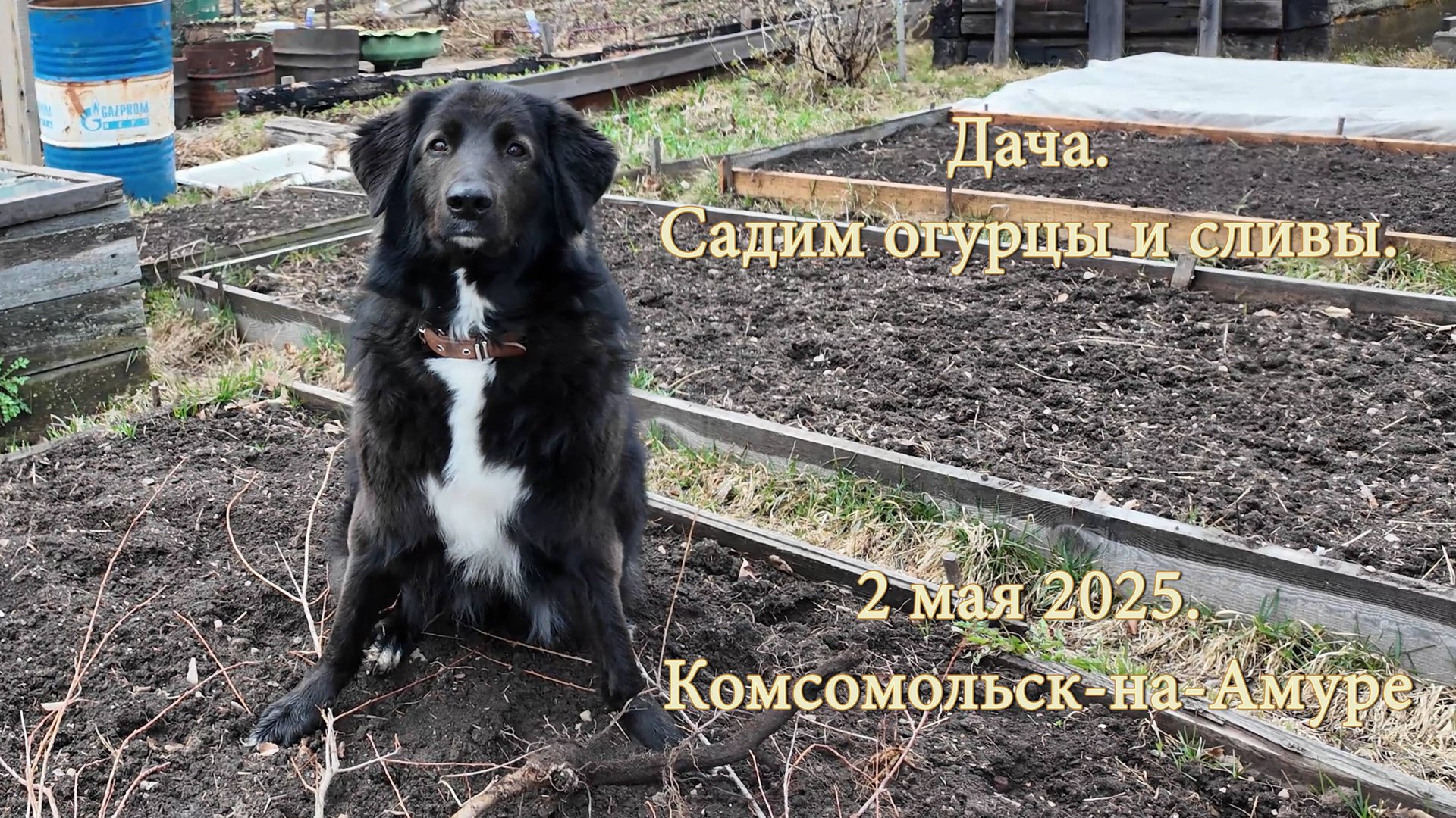 Дача. Садим огурцы и сливы. 2 мая 2025. Комсомольск-на-Амуре смотреть онлайн
