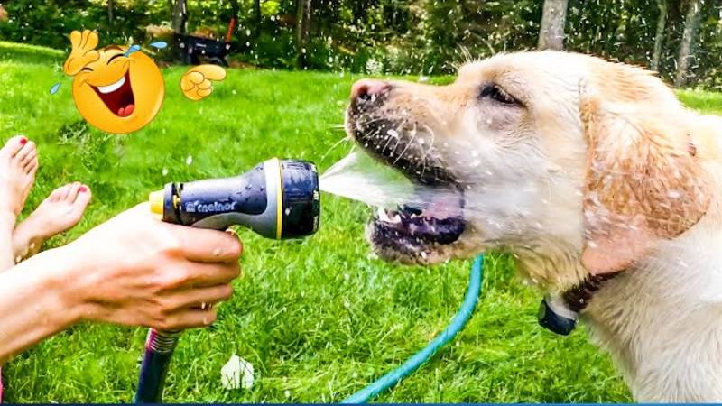 Самая смешная подборка видео с домашними животными 😹🐶 смотреть онлайн