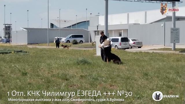 1 Отл. КЧК Чилимгур ЁЗГЕДА +++ №30 / КЧК СИМФЕРОПОЛЬ 2 мая`25 А.Буйнова Моно немецких овчарок