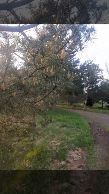 Сосновый мини лес .mp4 смотреть онлайн