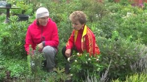 Как защитить почву от пересыхания