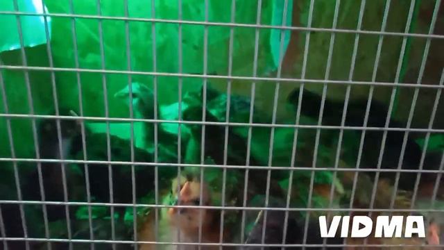 Цыплятам 3 недели.(The chicks are 3 weeks old.) смотреть онлайн