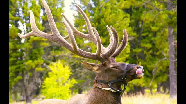 Алтайская сказка ч. 6 Акташ, перевалы Чике- Таман, Семинский смотреть онлайн