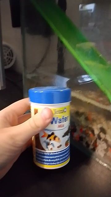 про домашних улиток содержание кормление очень коротко