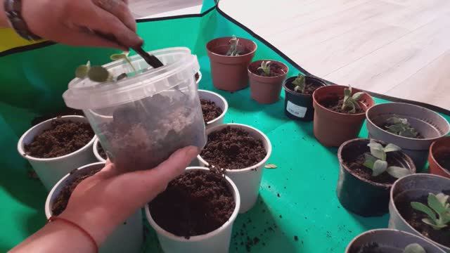 Обед и пересадка Петуньи смотрю сериалы смотреть онлайн