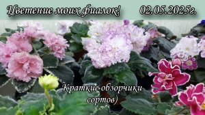 Цветение моих фиалок в начале мая) Несколько сортов из моей коллекции)