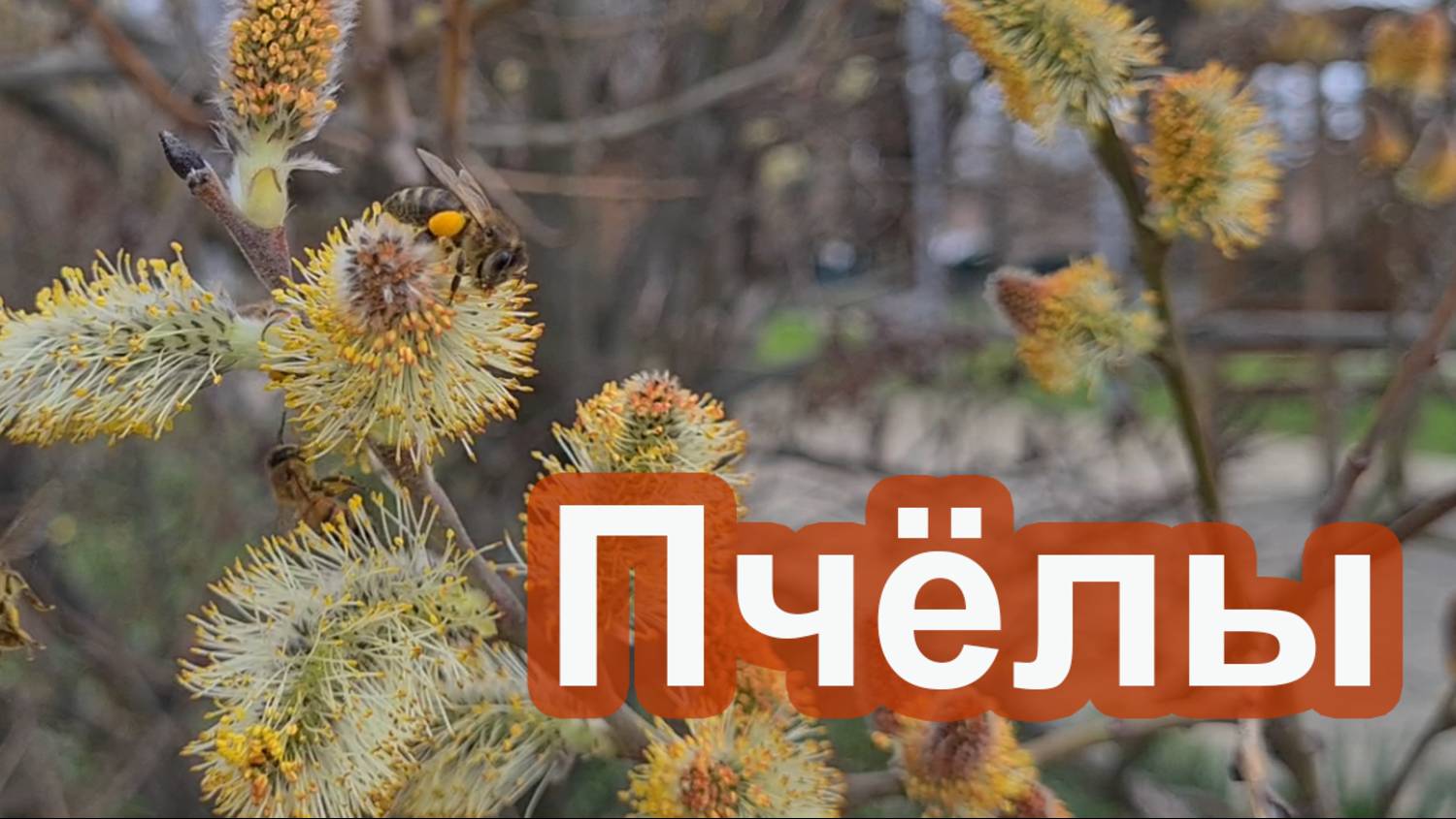 Пчёлы собирают пыльцу. Много пчёл