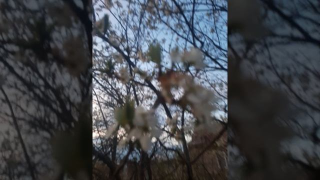 Цветущий чернослив.mp4 смотреть онлайн