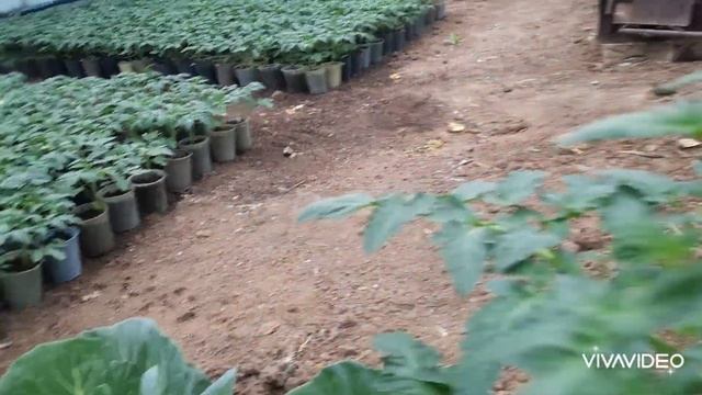 Вношу под любую рассаду для роста и толщины рассады. Обзор ранних помидоров, перца, капусты. смотреть онлайн