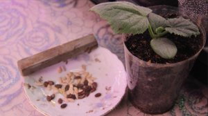 В ЭТОМ ГОДУ ОГУРЦЫ, АРБУЗЫ и ДЫНИ БУДУ СЕЯТЬ ИМЕННО ТАК! СУПЕР СПОСОБ ДЛЯ КРЕПКОЙ РАССАДЫ.