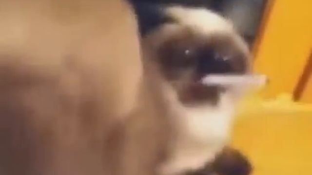 КОТ С СИГАРЕТОЙ ДО СЛЕЗ / CAT WITH CIGARETTE смотреть онлайн