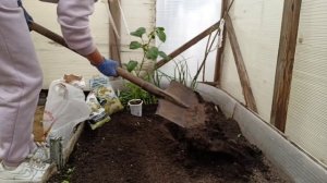 💁 Высадила перец в теплицу 🌶️🌶️🌶️