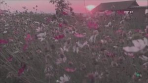 Зорька алая. Задушевная песня с  завораживающей мелодией...