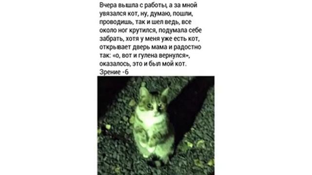 Приколы с котами КУСАЛОЧКА Мемозг #257 смотреть онлайн