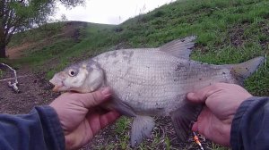 ПЕРВЫЙ МАЙСКИЙ ЛЕЩ. РЫБАЛКА РАННИМ УТРОМ.