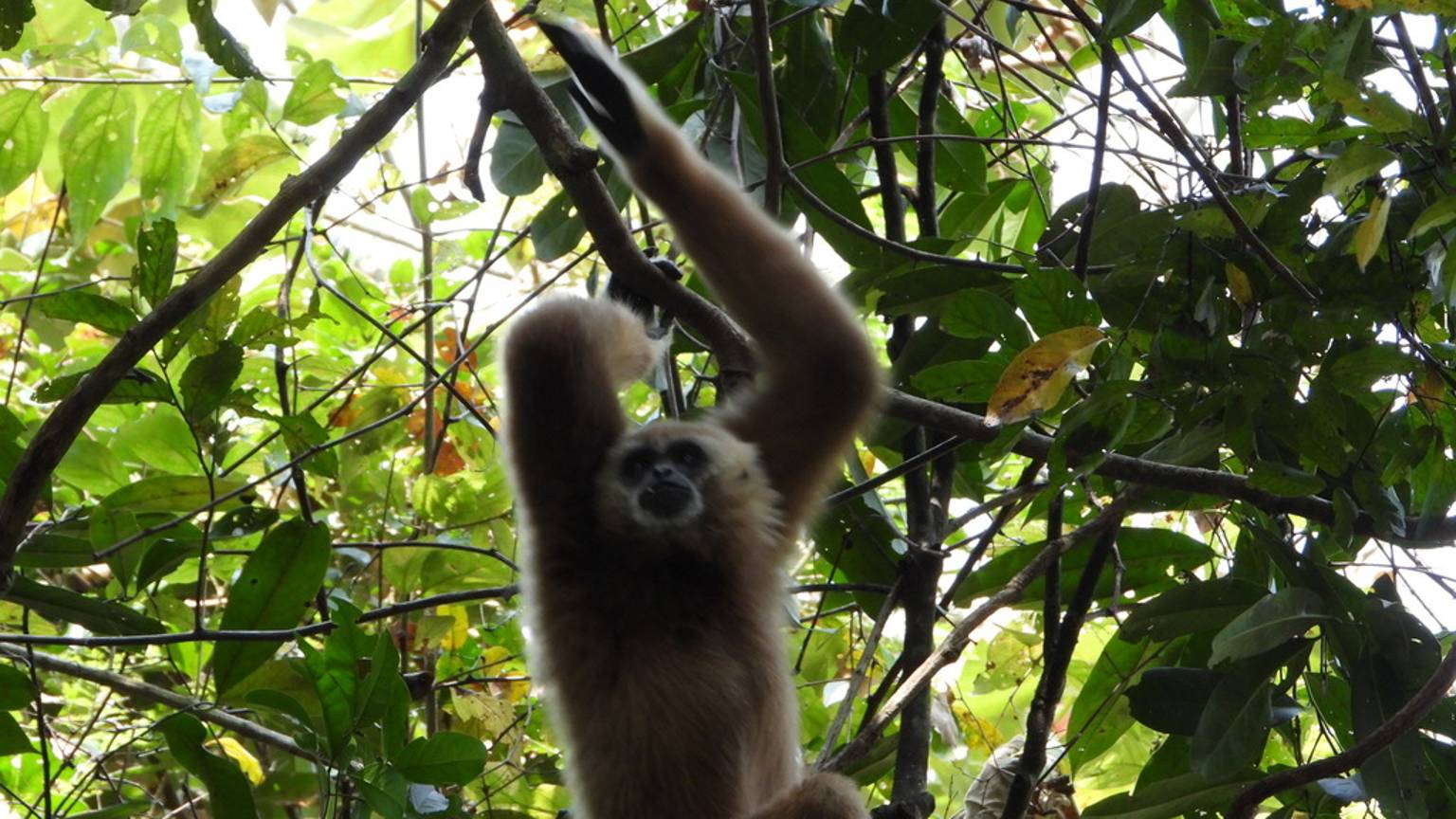 Дикий Таиланд. Животный мир нацпарка Каенг Крачан смотреть онлайн