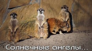 Смешные сурикаты вышли из своих домиков, чтобы погреть на солнышке свое пузико.