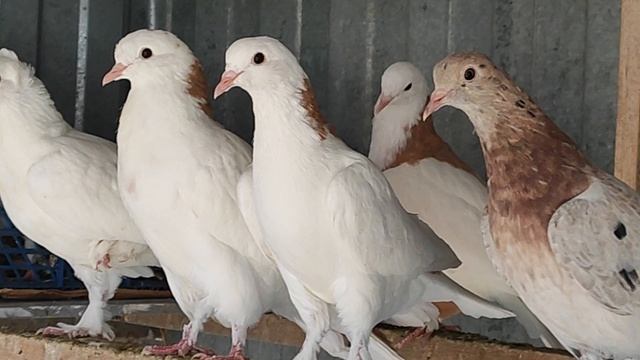 3.05.2025г Дома у Отца на Кубани !!! смотреть онлайн