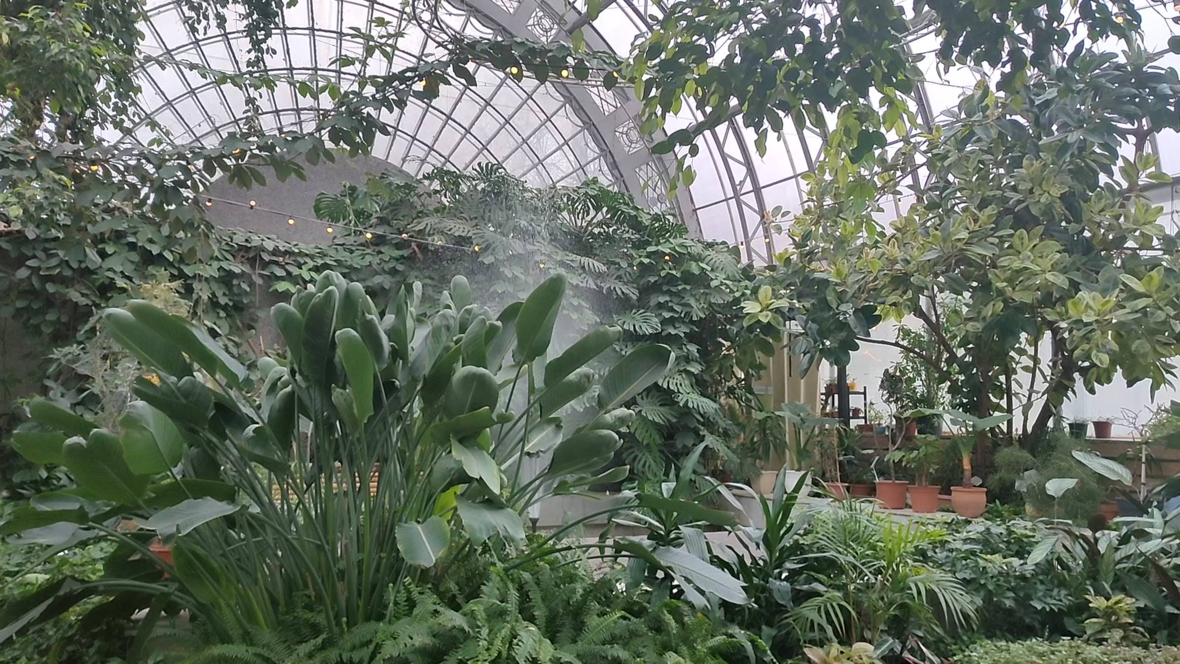 Оранжерея Таврического сада смотреть онлайн