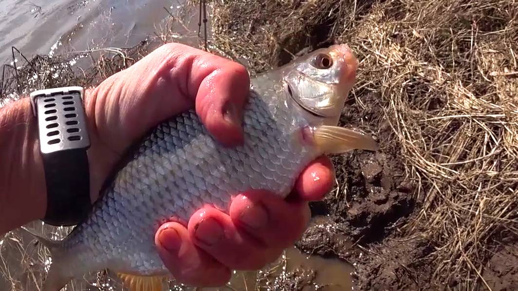 ПЛОТВА - САМОЧКА. смотреть онлайн