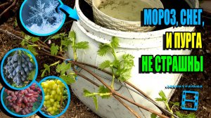 С ЭТИМ ЗАМОРОЗКИ НЕ СТРАШНЫ. КАК ОТРАБОТАЛА ПРОТИВОМОРОЗНАЯ СИСТЕМА? СЕВЕРНЫЙ ВИНОГРАДНИК 25-16