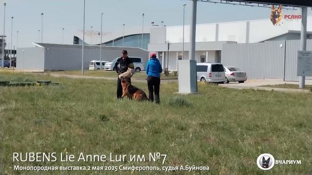 RUBENS Lie Anne Lur им №7 / КЧК СИМФЕРОПОЛЬ 2 мая`25 А.Буйнова Моно немецких овчарок