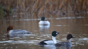 Брачные ритуалы птицы гоголя.