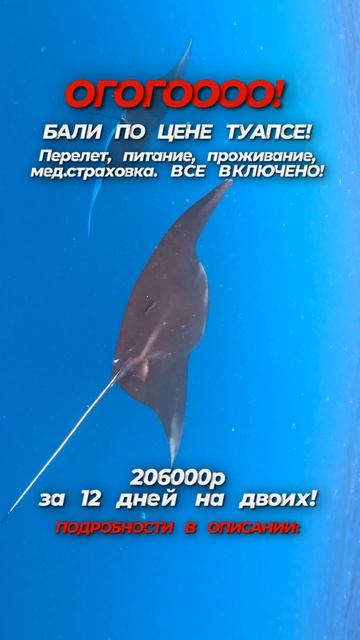 Собирайте чемоданы — Бали ждет! смотреть онлайн