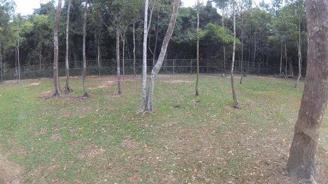 Жирафы и другие животные в Винперл Фукуок сафари парк (Vinpearl Safari Phu Quoc) _ часть 2