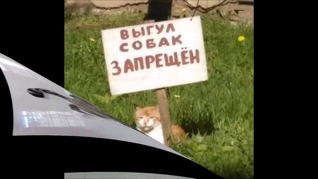 011 Прикольные фото и демотиваторы под музыку смотреть онлайн