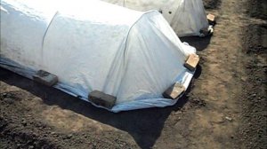 Посев в грунт безрассадных помидоров