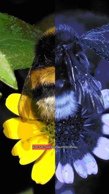 Сколько цветов видят животные?