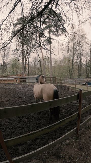 Породистый красавчик Конь. смотреть онлайн