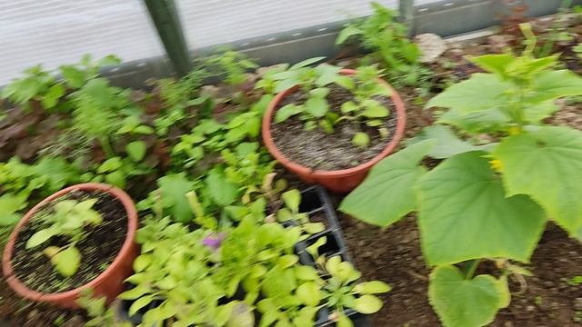 урожай овощей и зелени до 9 мая смотреть онлайн