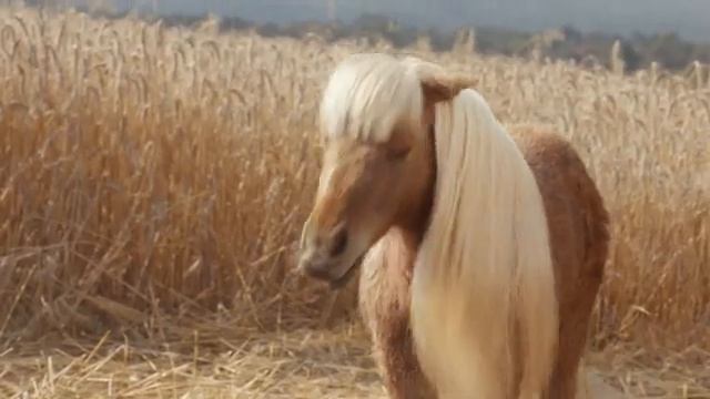 Elf Cosmetics: как многофункциональный 