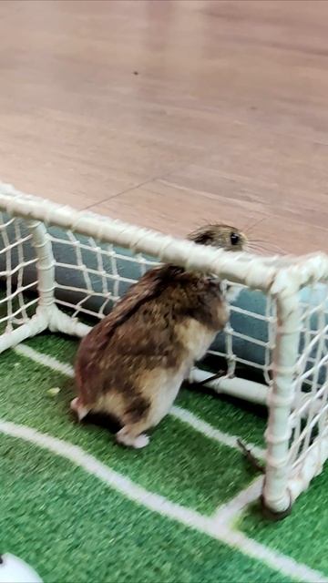 Вратарь пробежал сквозь ворота. #хомяк #шорты смотреть онлайн