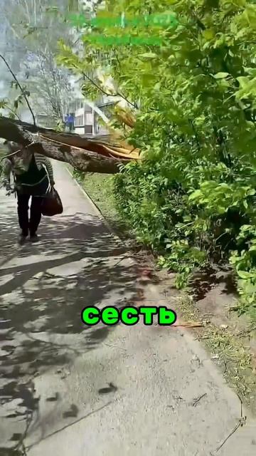 Можно ли распилить поваленное ветром дерево