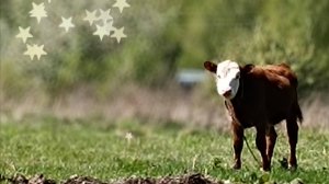 Далеко далеко на лугу пасётся ...