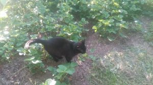 VID_20250503_181305.mp4