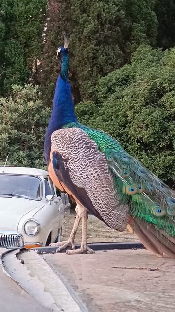 Павлин. Абхазия. смотреть онлайн