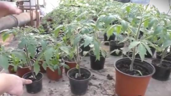 🍅 Томат из большого стакана растёт в 2 раза быстрее! Проверенный способ смотреть онлайн