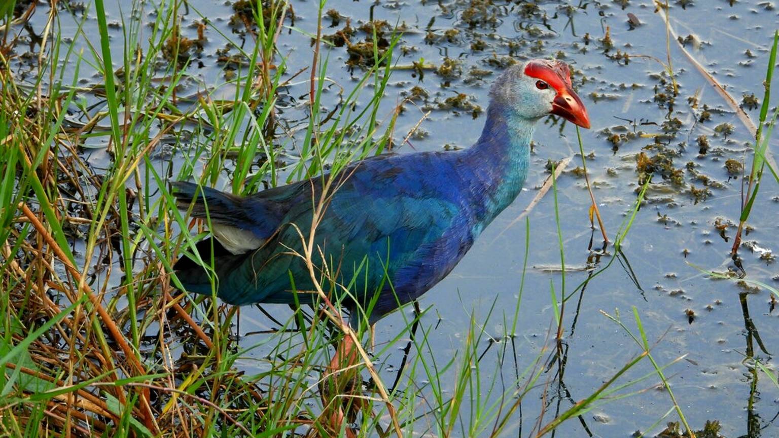 Дикий Таиланд. Две минуты из жизни султанки смотреть онлайн