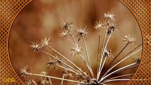 ОСТАНЬСЯ,МОЛОДОСТЬ смотреть онлайн