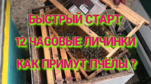 БЫСТРЫЙ СТАРТ РАБОТА С ДЖЕНТЕРСКИМ СОТОМ.