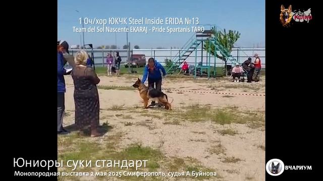 ЮНИОРЫ СУКИ / КЧК СИМФЕРОПОЛЬ 2 мая`25 А.Буйнова Моно немецких овчарок