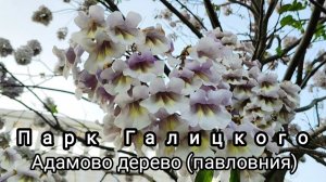 🌳🌸Цветение Адамова дерева (павловнии) в парке Галицкого🌸🌳