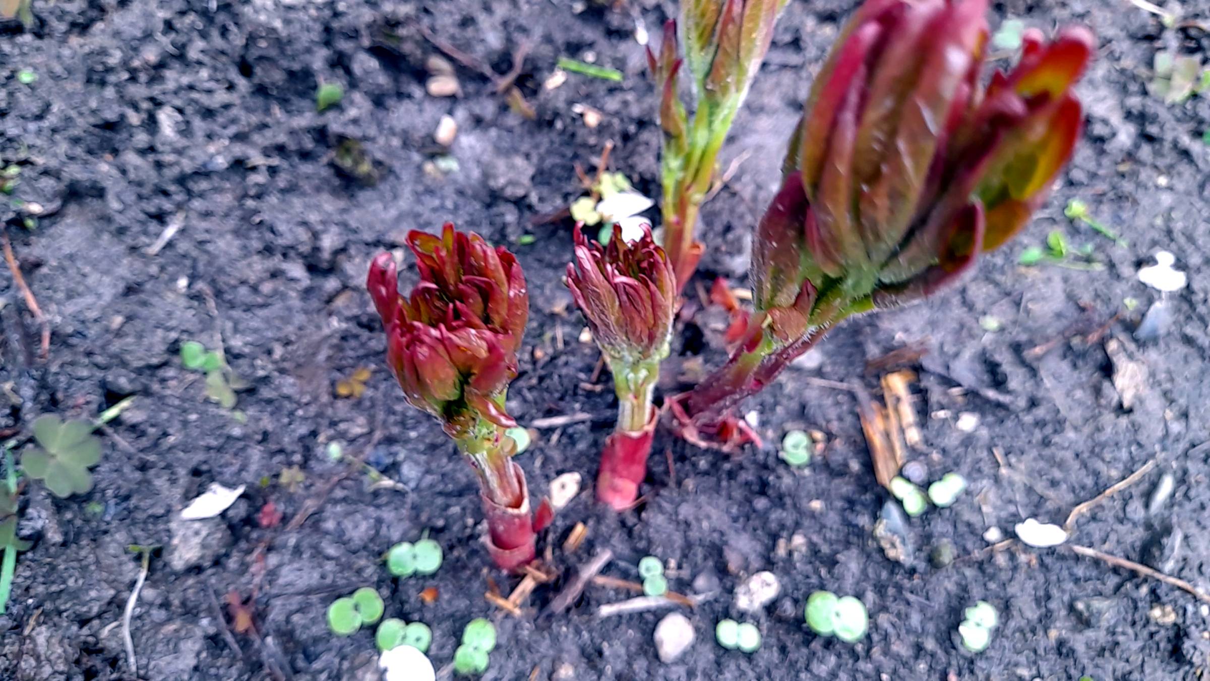 ПИОНЫ ВЕСНОЙ: Простые советы по уходу за пионами весной. смотреть онлайн